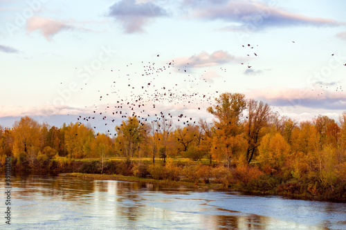 Golden autumn in the city, on the banks of the river. Crows fly over the trees.