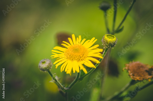 amazing yellow flower © Bogdan