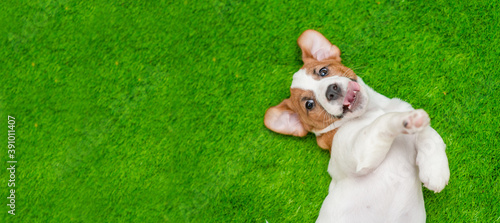 Playful Jack russell terrier puppy lying on its back on summer green grass. Top down view. Empty space for text