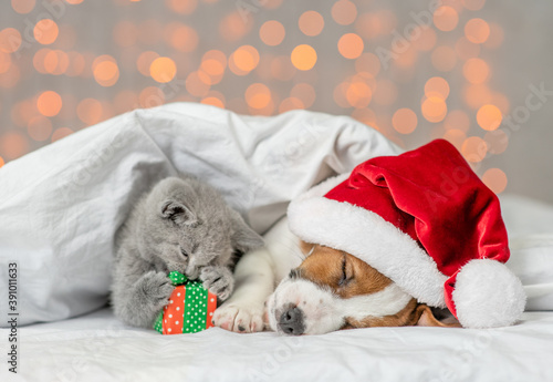Sleepy Jack russell terrier puppy wearing santa's hat and playful kitten lie together under white warm blanket on festive background