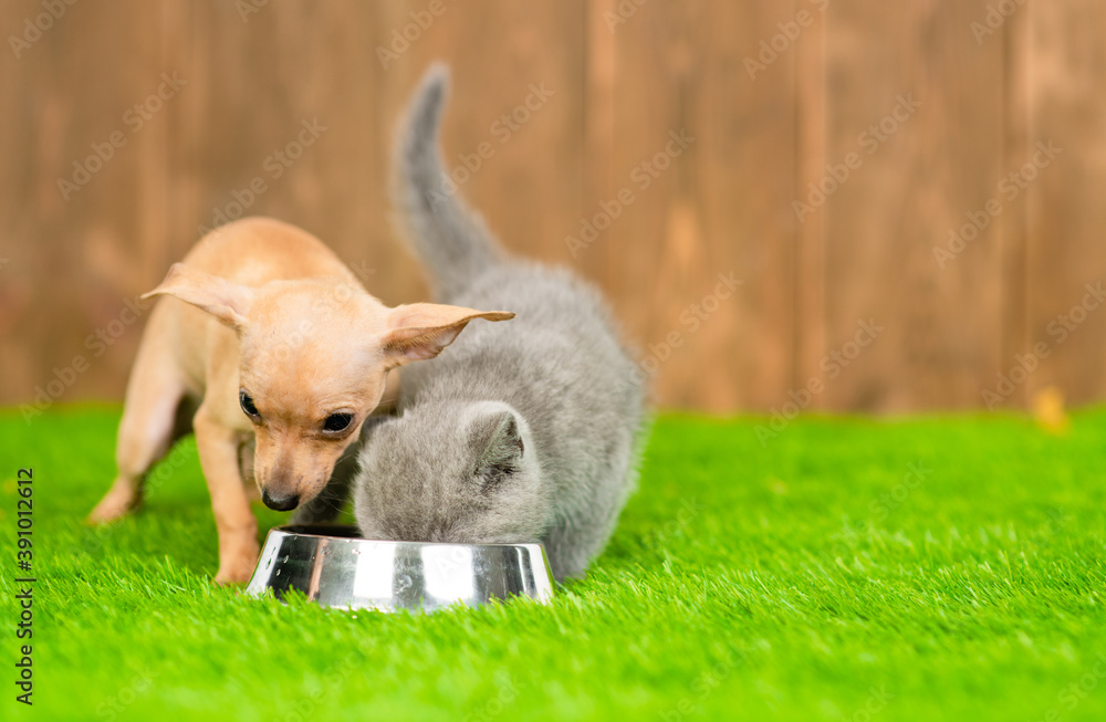 Toy terrier puppy and kitten eat together from one bowl on green summer grass. Empty space for text