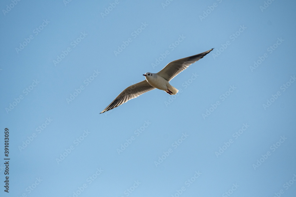 Beautiful island of SYLT, Germany Beautiful island of SYLT, Germany