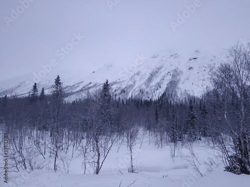 snow covered trees © Илья Рванов
