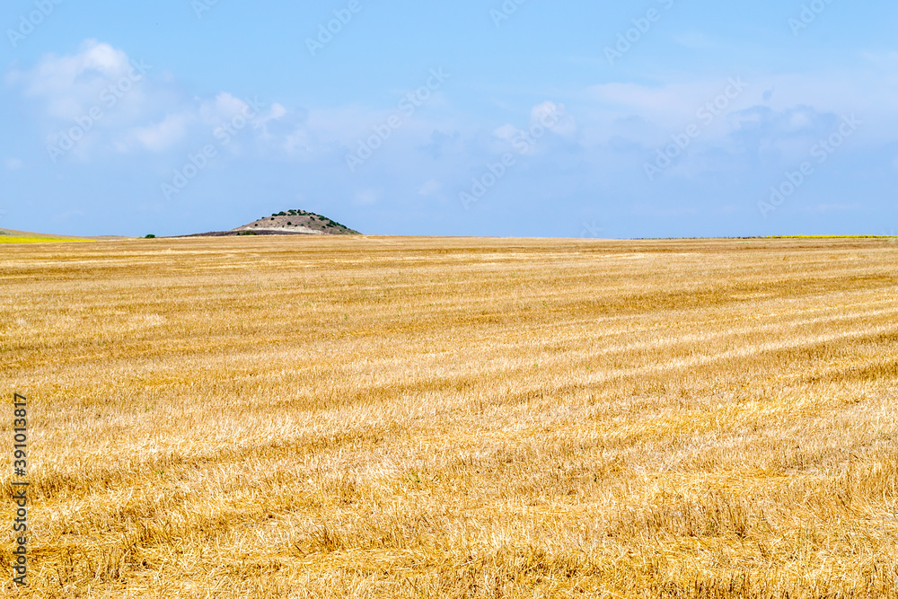 Fototapeta premium Yellow field under a blue sky in summertime