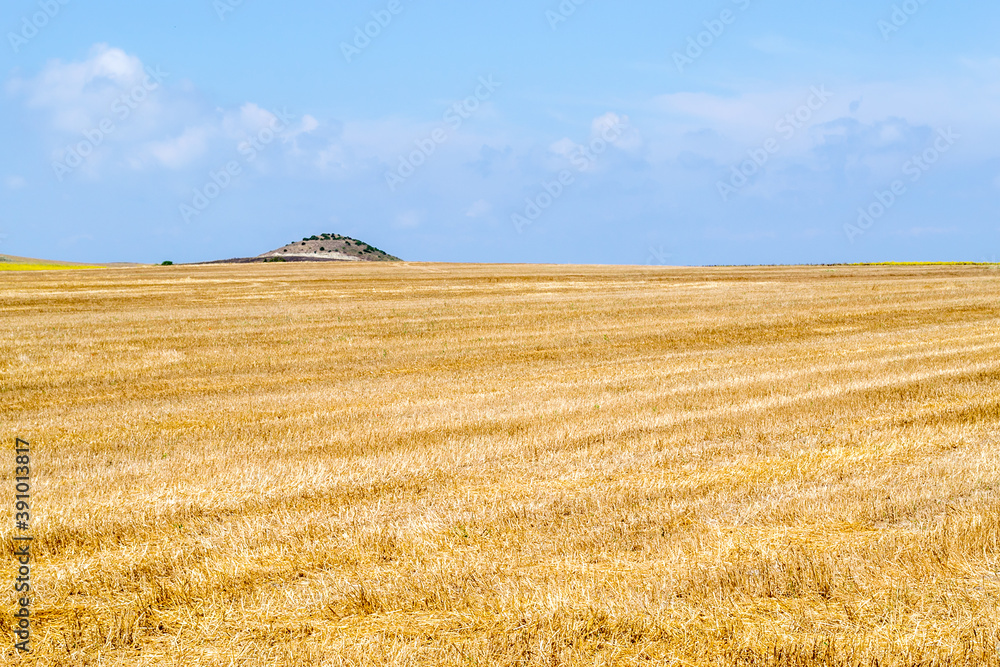 Yellow field under a blue sky in summertime