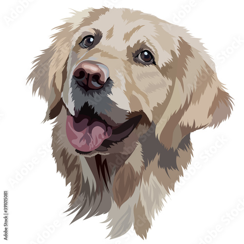 Golden Labrador Retriever  Vector Illustration Head