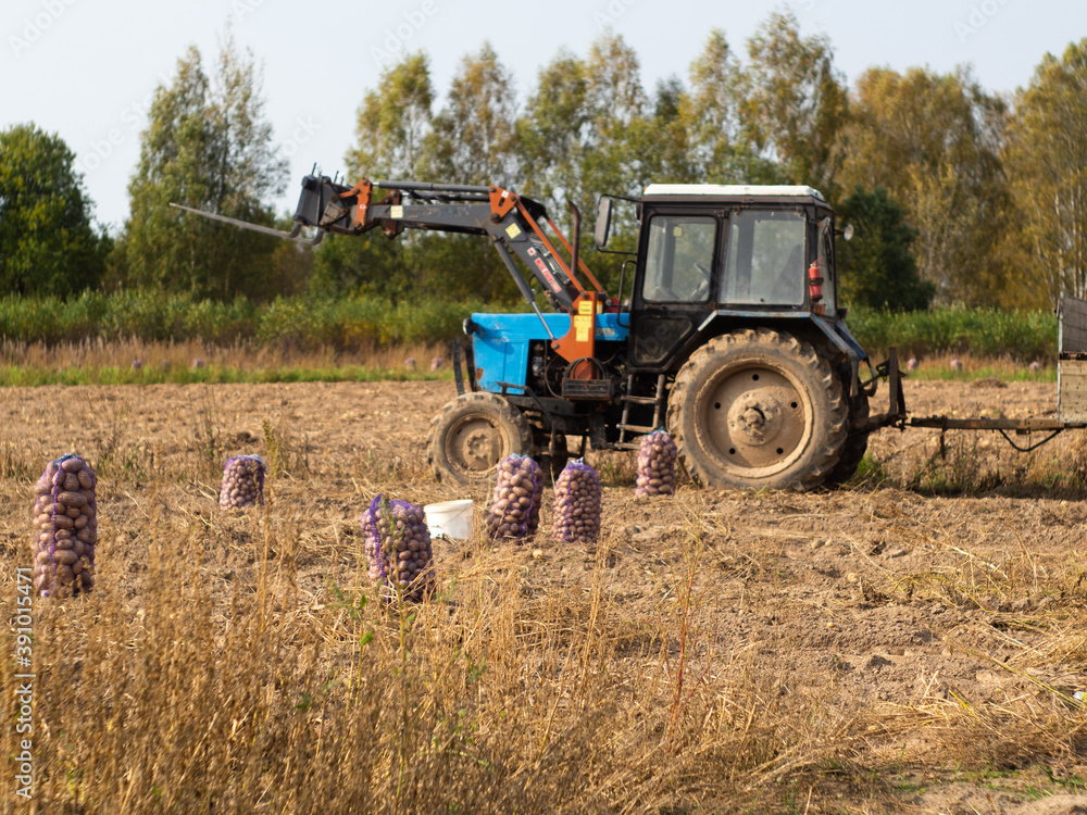 tractor on the field for harvesting potatoes. bags of potatoes on the ground. tractor on the field for harvesting potatoes. bags of potatoes on the ground.
