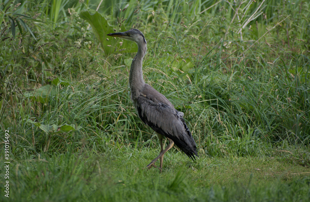 Grey Heron facing left in some wild grasses and reeds in the background. Grey Heron facing left in some wild grasses and reeds in the background.