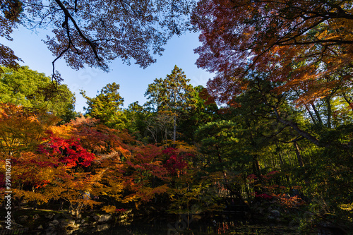 日本 京都、天授庵の南庭の紅葉