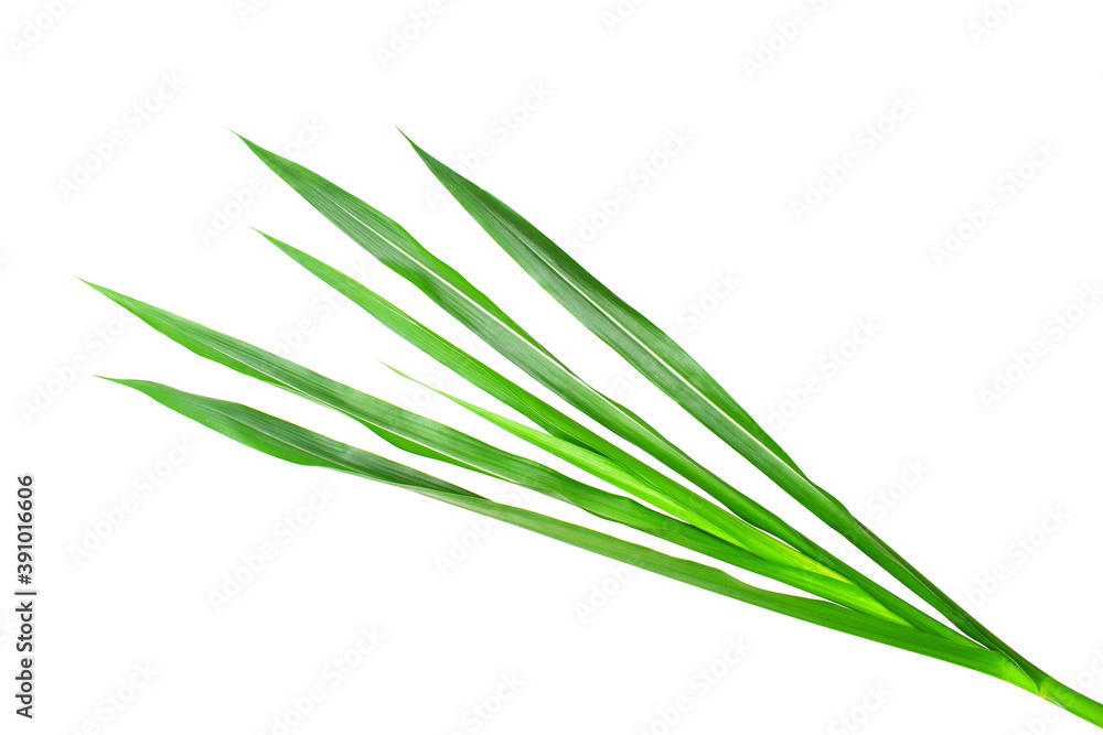 Obraz premium Napier grass isolated on white background (focus selection).