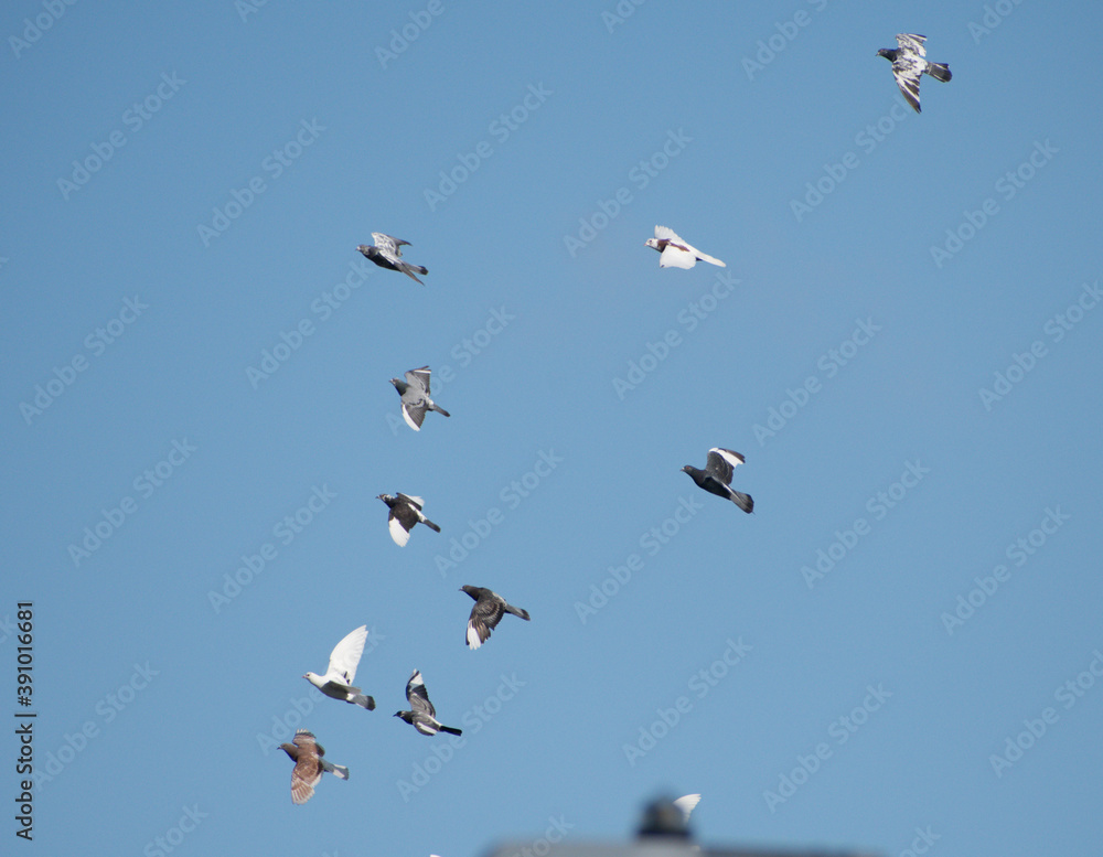 MIxed flock of pigeons and doves, disturbed in flight with a blue sky background. 