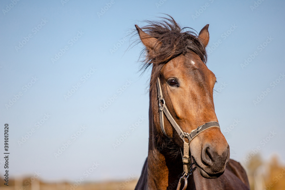 head of a beautiful brown horse against the sky head of a beautiful brown horse against the sky