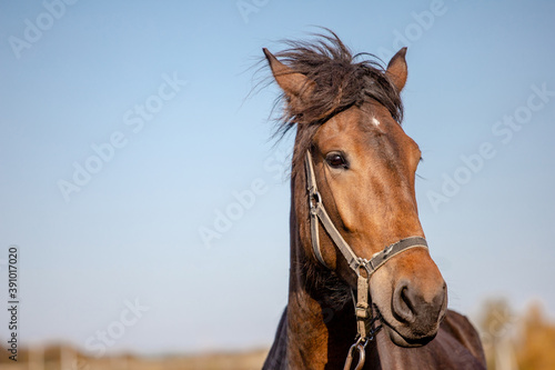 head of a beautiful brown horse against the sky