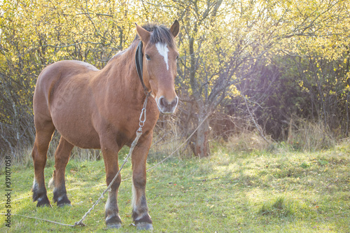 big strong traction horse in the pasture in the sun