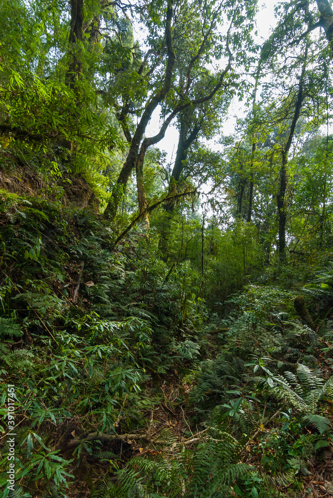 High-mountain deciduous forest on the foothills of the Himalayas. High-mountain deciduous forest on the foothills of the Himalayas.