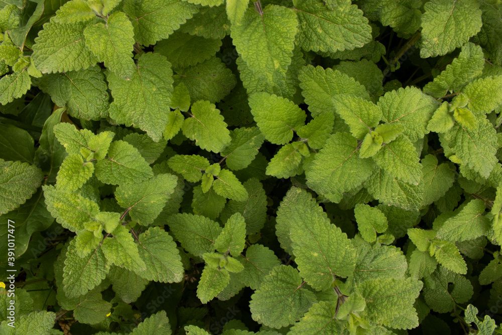 Green leaves close up texture background Green leaves close up texture background