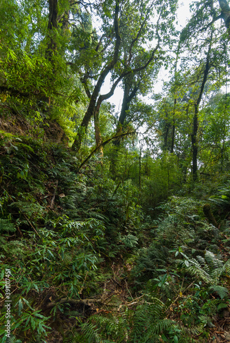 High-mountain deciduous forest on the foothills of the Himalayas.