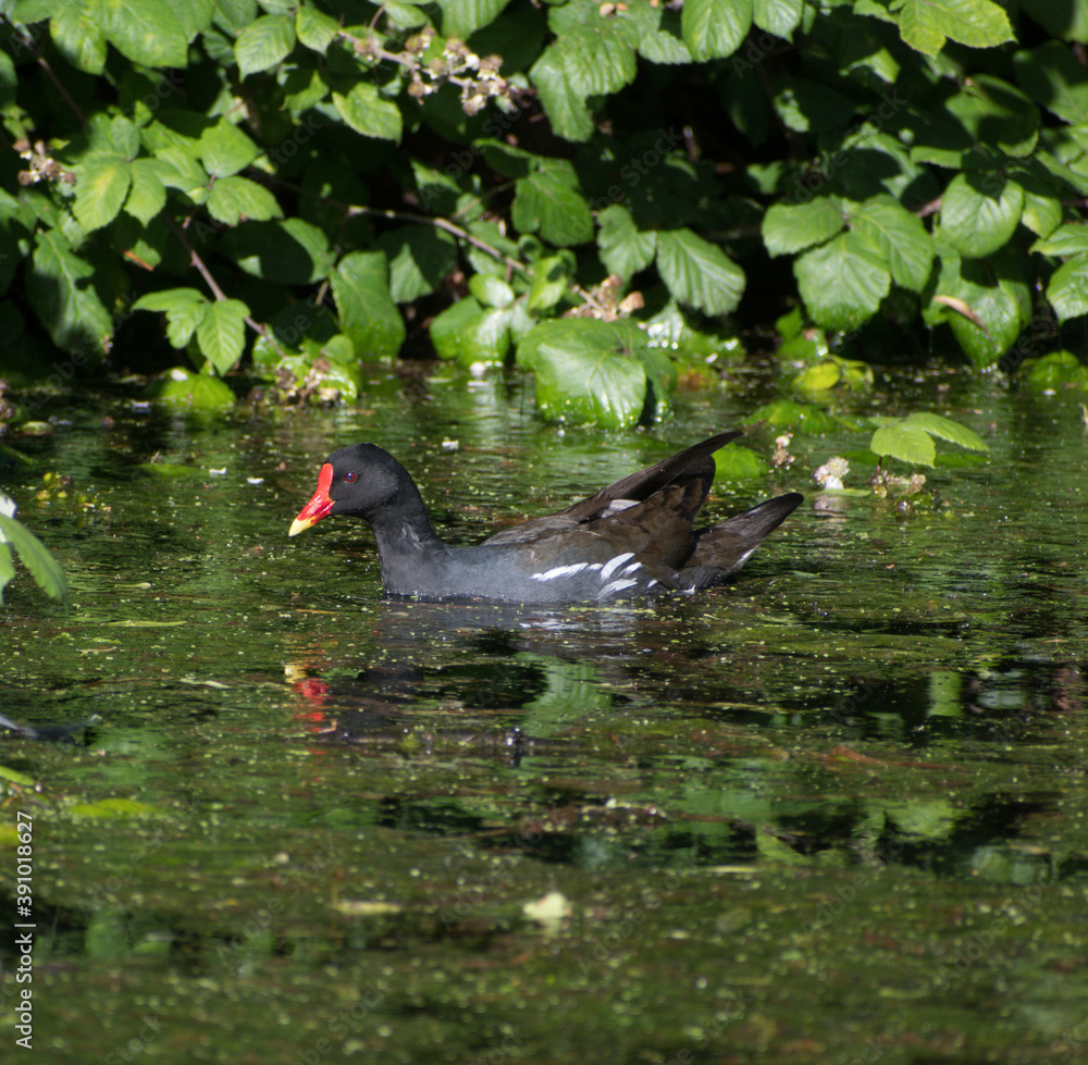 Moorhen swimming in a watercourse with some green leaves and blue green algae Moorhen swimming in a watercourse with some green leaves and blue green algae