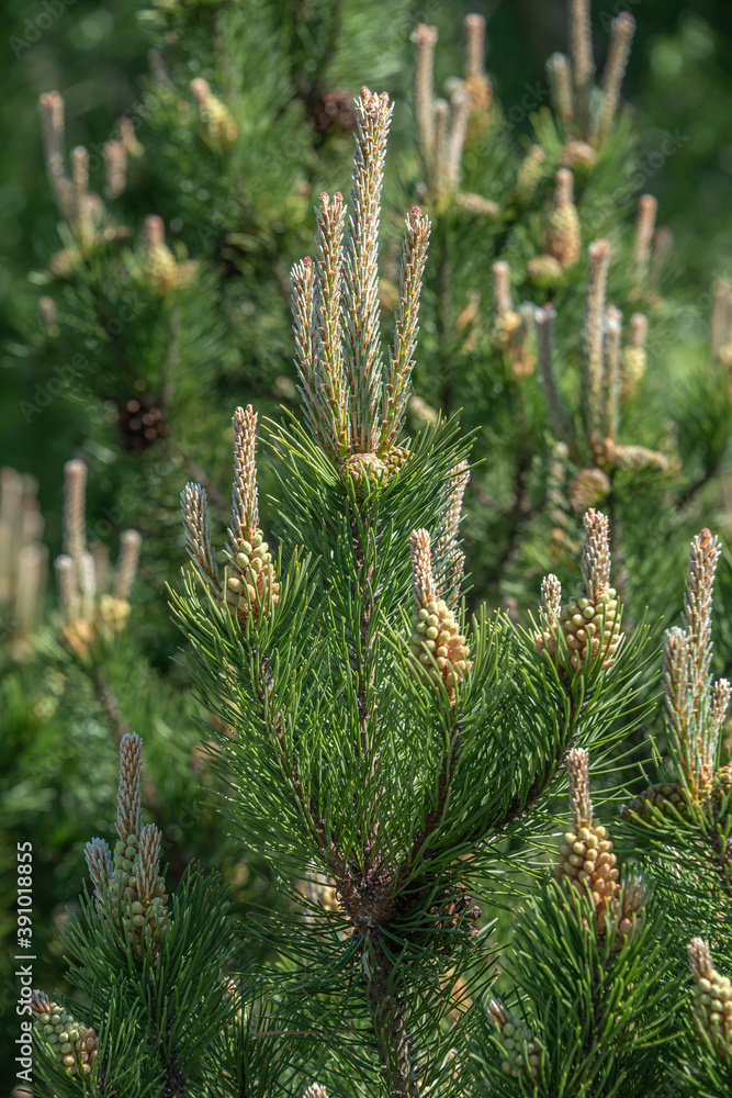 Beautiful green wild Spruce Tree with small young colorful cones, closeup, details. Beautiful green wild Spruce Tree with small young colorful cones, closeup, details.