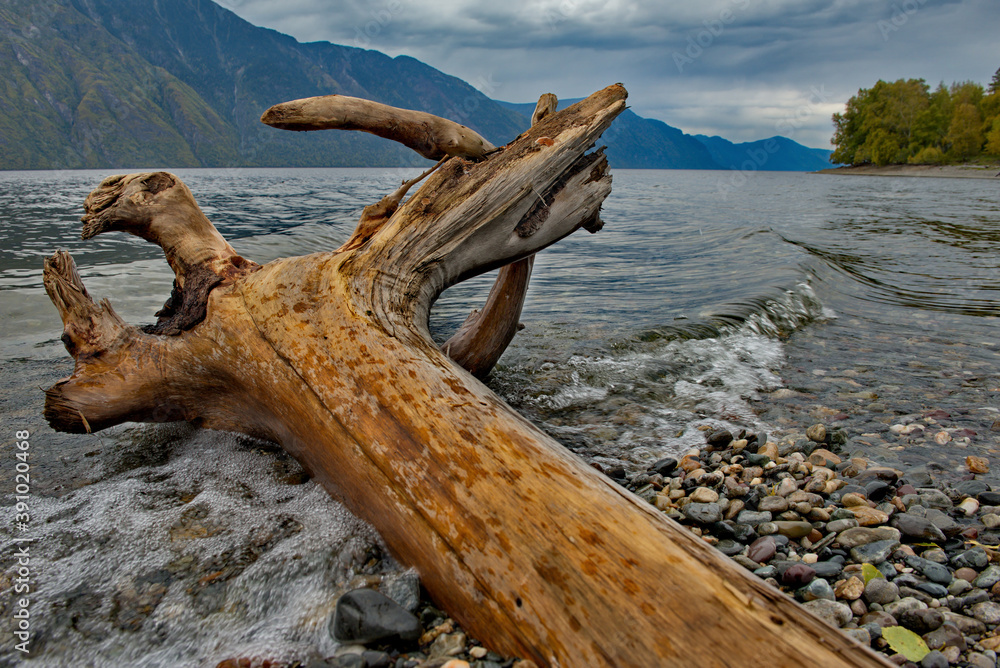 Russia. mountain Altai. South of lake Teletskoye near the mouth of the Chulyshman river. Autumn rainy day. Russia. mountain Altai. South of lake Teletskoye near the mouth of the Chulyshman river. Autumn rainy day.