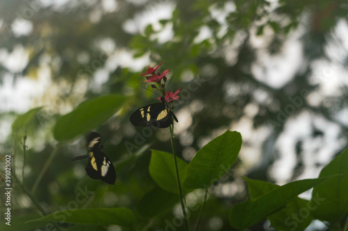 black and white butterfly