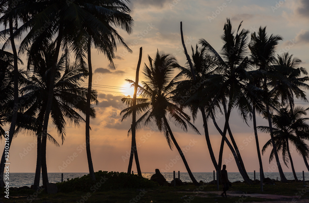 Palm tree silhouettes against cloudy sky at sunset