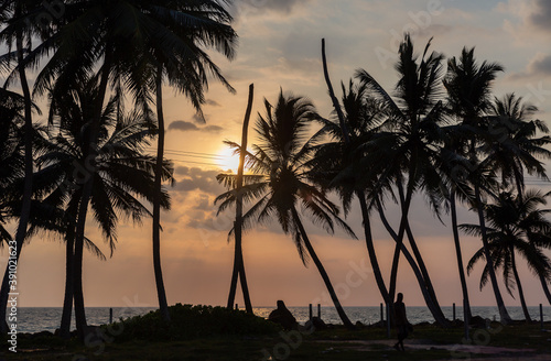 Palm tree silhouettes against cloudy sky at sunset