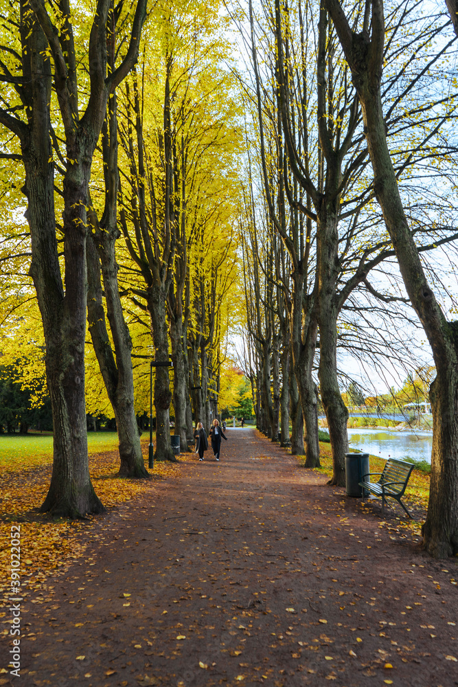 Naklejka premium autumn in the park