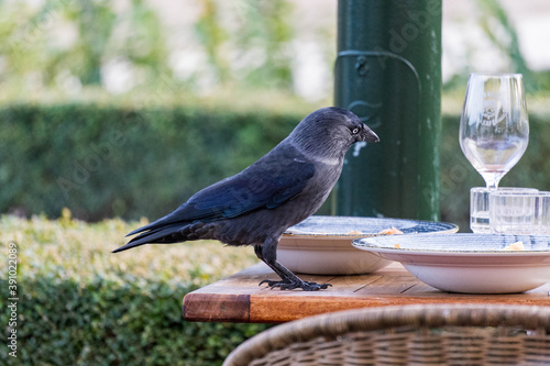 Black bird steeling food in a city park cafe