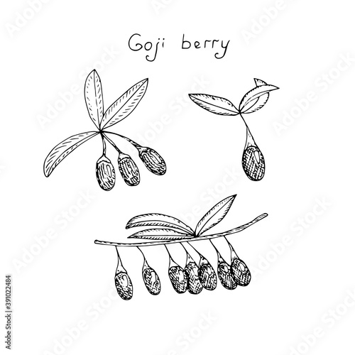 Goji berries with leaves, vector illustration, sketch