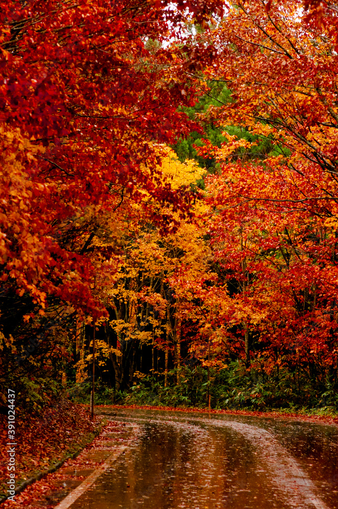 Autumn leaves fall leaves Japanese maple