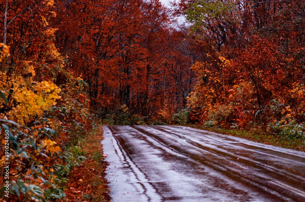 Fototapeta premium Autumn leaves fall leaves Japanese maple