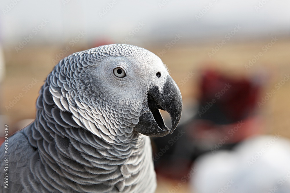 Fototapeta premium 한국공원에서앵무새동호회회원님들을만나찍은사진입니다