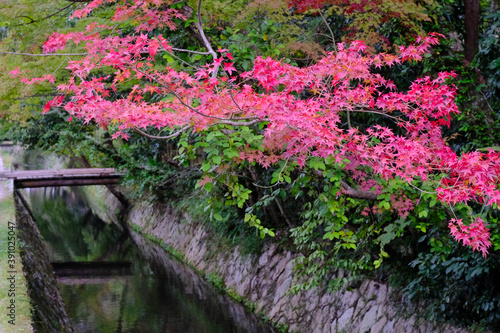 秋の京都の哲学の道の紅葉風景