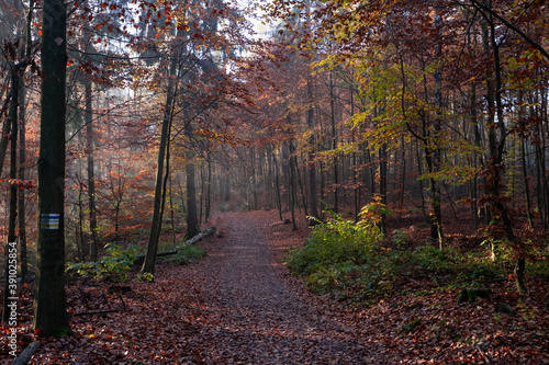 Autumn in the woods. Hiking trail trough a beautiful colored autumn forest in Saxon Switzerland, Germany
