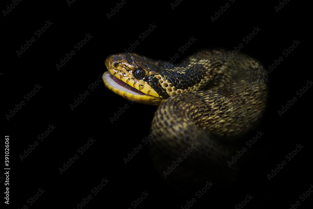 Colorful snake isolated on black background. Blotched snake portrait closeup. Colorful snake isolated on black background. Blotched snake portrait closeup.