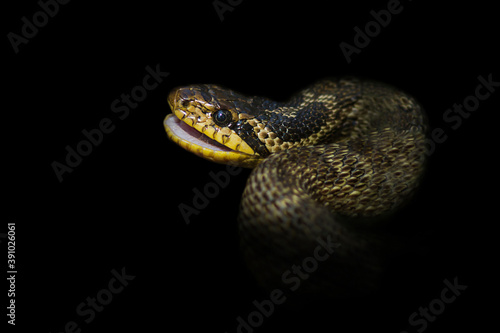 Colorful snake isolated on black background. Blotched snake portrait closeup.