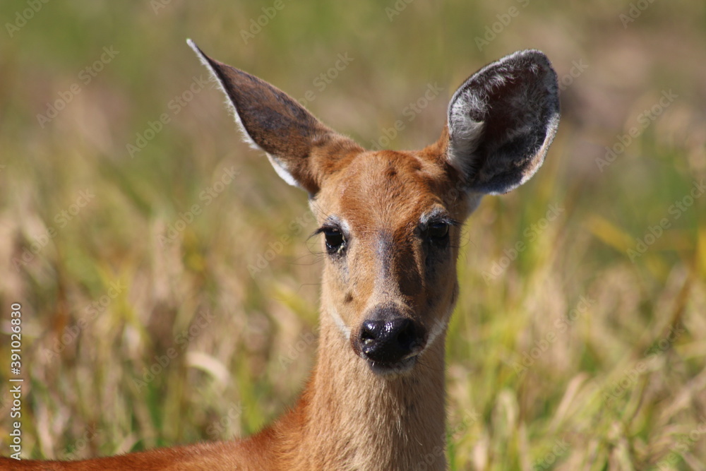 young impala antelope