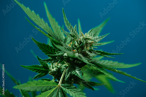Isolated sativa marijuana plant close-up on blue background. Rasterized cannabis leaf close-up. Hemp cultivation at home. Illegal activities.