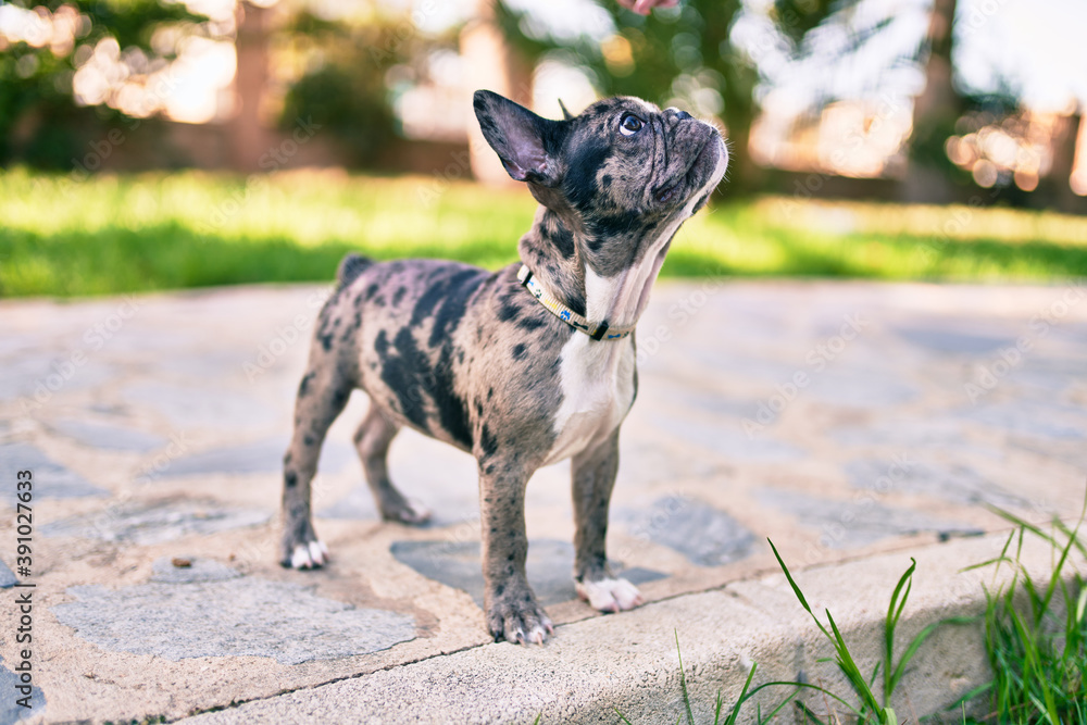 Beautiful puppy spotted french bulldog happy at the park outdoors Beautiful puppy spotted french bulldog happy at the park outdoors