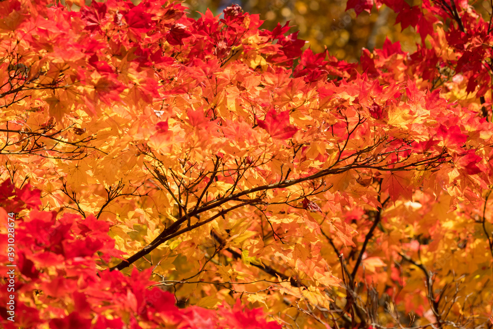 秋の鮮やかな赤色の紅葉の風景