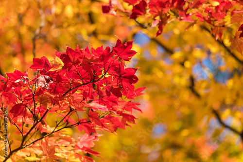 秋の鮮やかな赤色の紅葉の風景 © zheng qiang