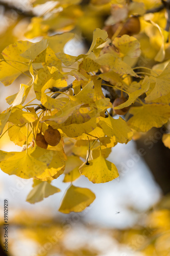 秋の公園の黄色い銀杏の木の風景
