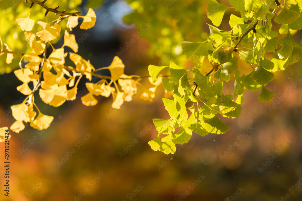 Obraz premium 秋の公園の黄色い銀杏の木の風景