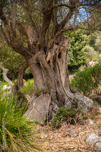 Alte Olivenbäume auf Plantage in Landschaft, Insel Mallorca, Baleareninsel, Balearen, Spanien, Europa