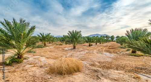 Plantation of young date palms for healthy food is rapidly developing agriculture industry in desert areas of the Middle East