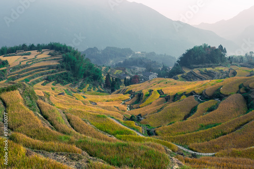 the golden paddy terrace field