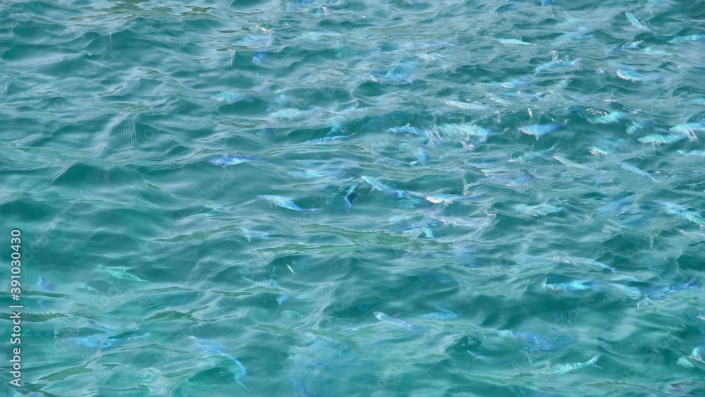 Obraz premium Group of fishes under the ocean, view from above the surface