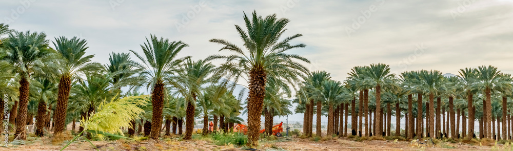 Plantation of date palms for healthy food is rapidly developing agriculture industry in desert areas of the Middle East