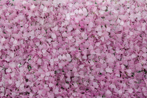 Fototapeta Naklejka Na Ścianę i Meble -  patern of pink flower. Artificial colors, urban decor.